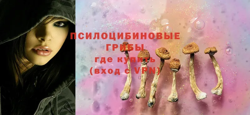 Галлюциногенные грибы Cubensis  Ардатов 